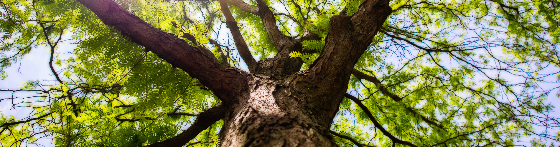 Cook Tree Care