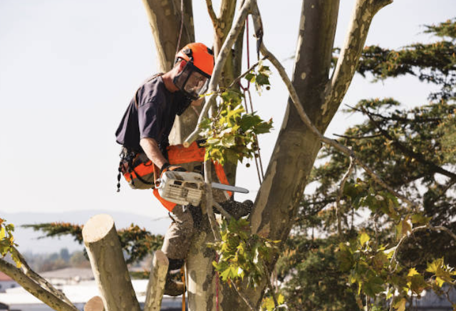 tree removal cook