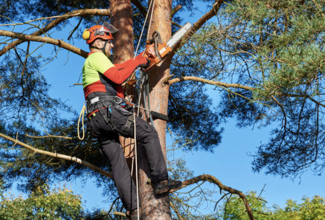 tree pruning cook