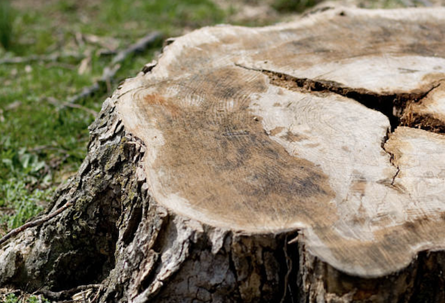 stump grinding Western Springs il